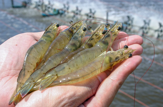 大蝦養(yǎng)殖尾水咋處理？想賺錢的蝦農(nóng)都用氣浮機(jī)，1招就能變廢為寶（2）